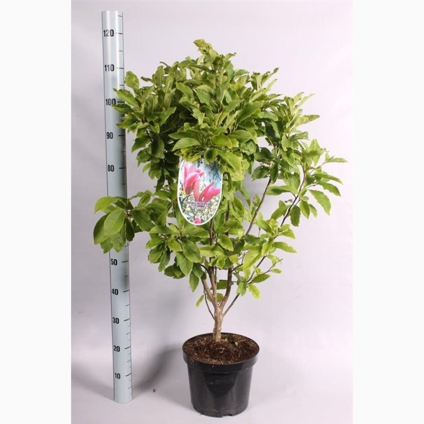 Magnolia – Magnolia 'Susan' - C7.5 80-100 CM